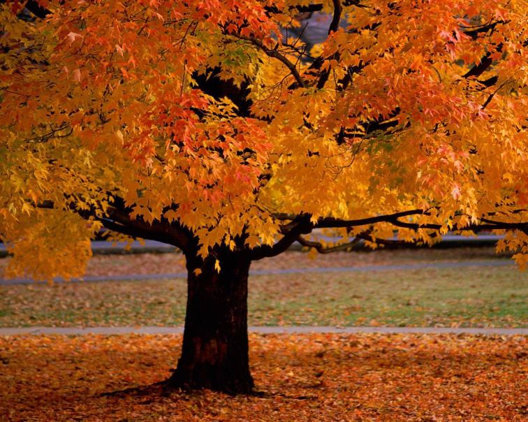 https://huyenthoai.me/wp-content/uploads/2012/09/autumn_tree.jpg?w=300